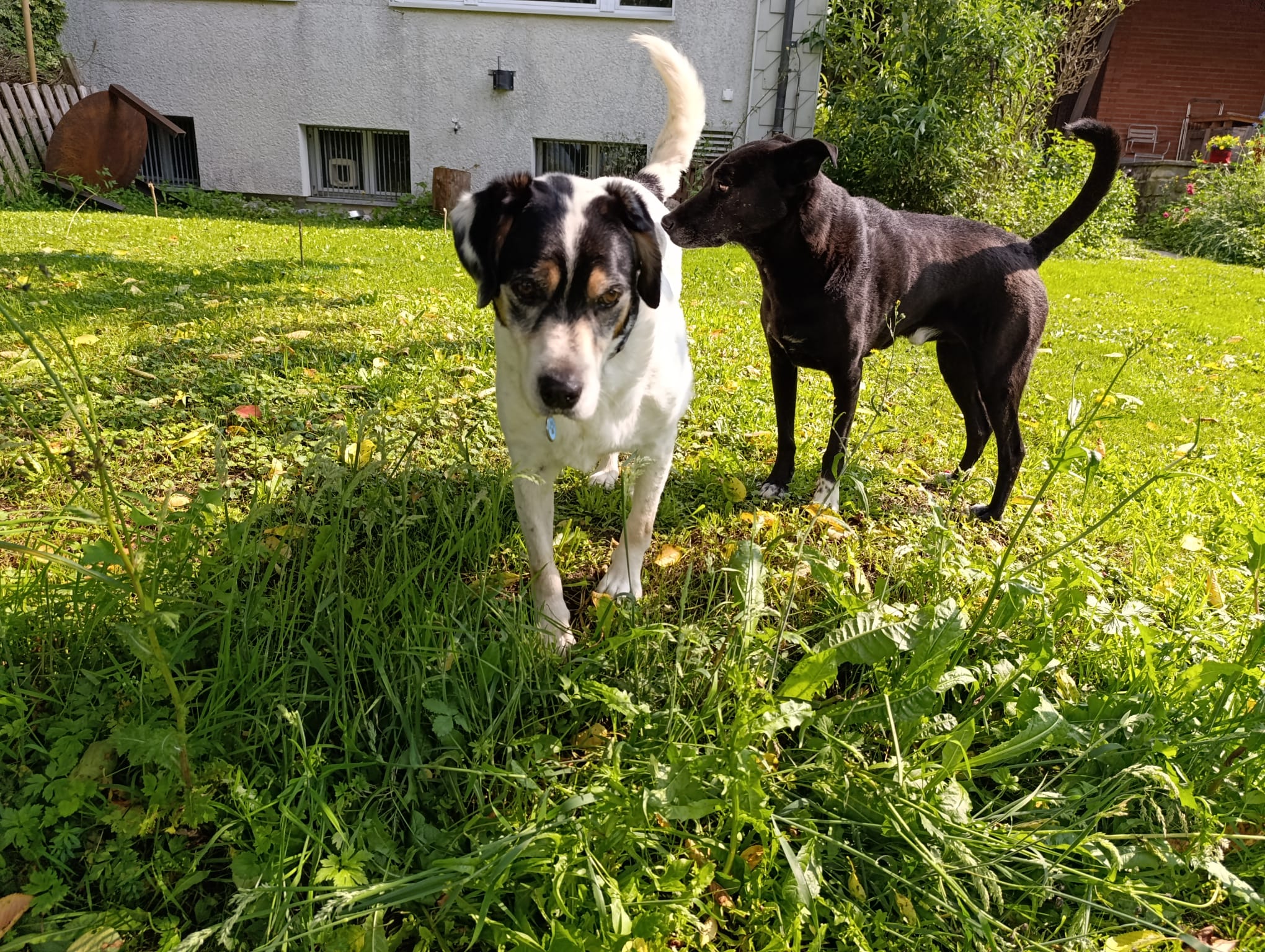 IMG 20250609 WA0027