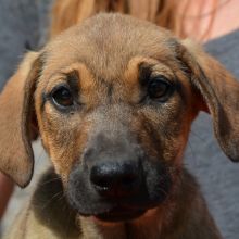 Pflegehund Clarissa