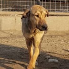 Pflegehund Clarissa