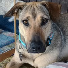 Pflegehund Clarissa