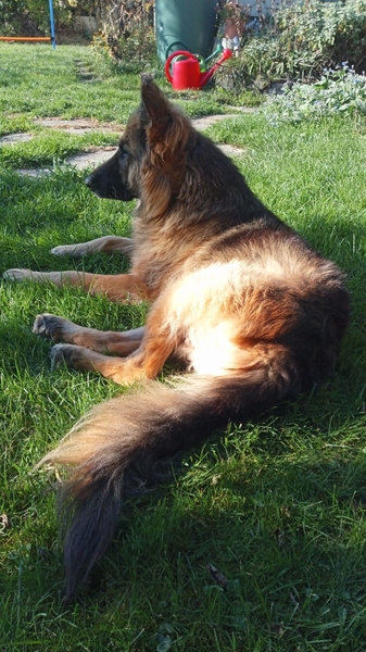 Pflegehund