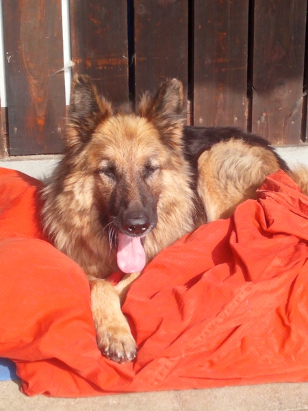 Pflegehund