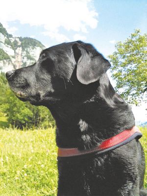 Hund Aisha