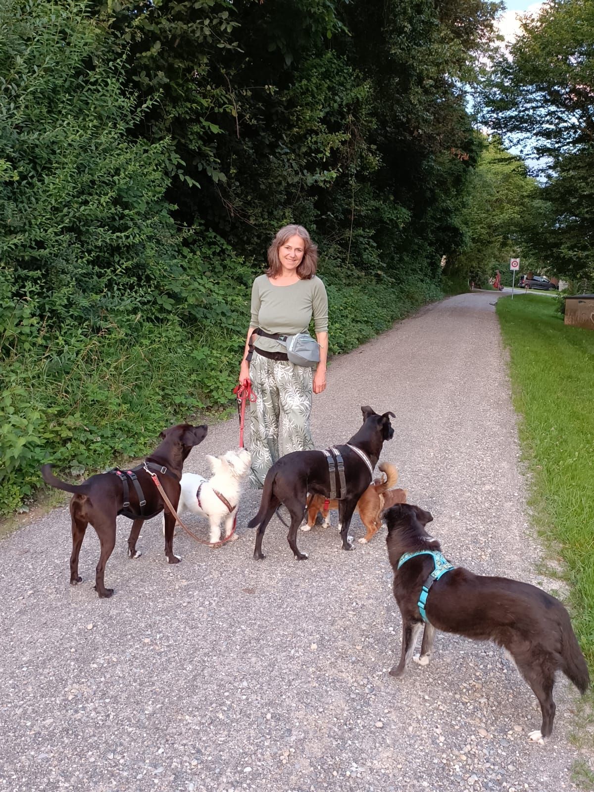 Hundebetreuung alte Hunde