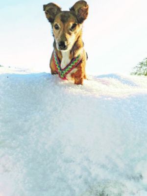 Hund Mickey