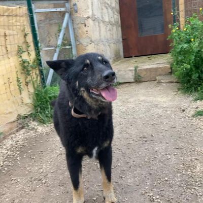 Pflegehund Schweiz